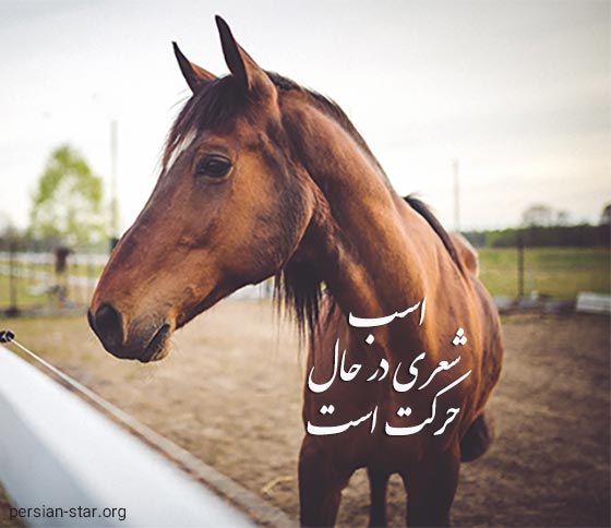 جملات خاص در مورد اسب