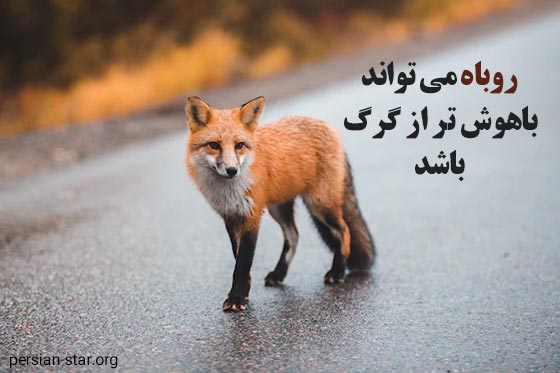 متن های زیبا در مورد روباه