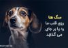 متن قشنگ در مورد سگ ها