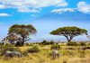 بهترین فصل سفر به کنیا برای دیدن حیات وحش