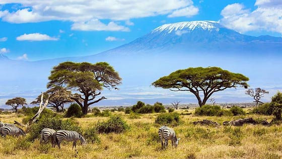 بهترین فصل سفر به کنیا برای دیدن حیات وحش