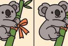 بازی فکری : 3 تفاوت تصویر کوالای تنبل کجاست؟