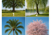 تست شخصیت شناسی با نشستن زیر کدام درخت آرامش می‌ گیرید؟