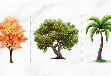 تست شخصیت شناسی : یک درخت انتخاب کنید تا ویژگی شخصیتی شما را آشکار کنیم!