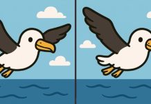 بازی فکری : 3 تفاوت تصویر مرغ دریایی کجاست؟